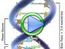 DNA replication video